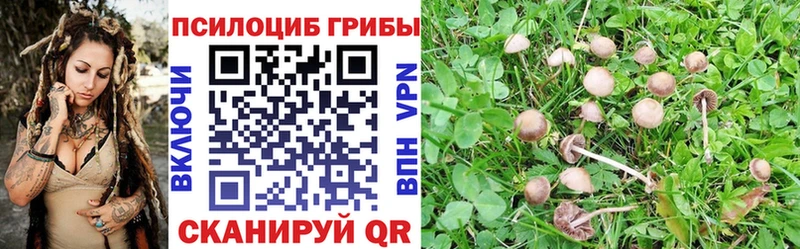 Галлюциногенные грибы Psilocybine cubensis  наркошоп  Елабуга 
